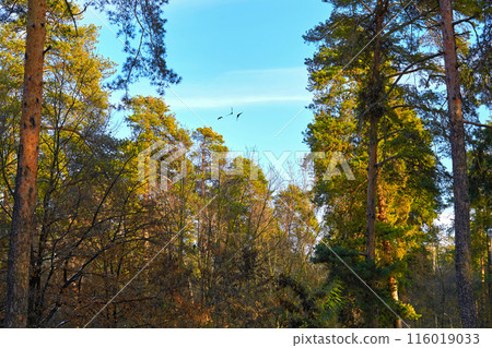 Autumn orange trees,green firs on a sunny day,birds in sky 116019033
