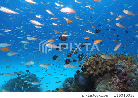藍色的海、珊瑚、魚-沖繩的海 藍色的海、珊瑚、魚-沖繩的海 116019035