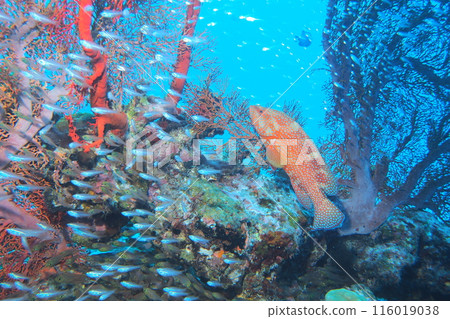 Yukata grouper swimming with a school of fish in the ocean of Okinawa 116019038