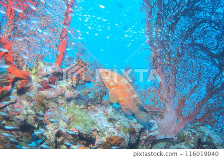 Yukata grouper swimming with a school of fish in the ocean of Okinawa 116019040