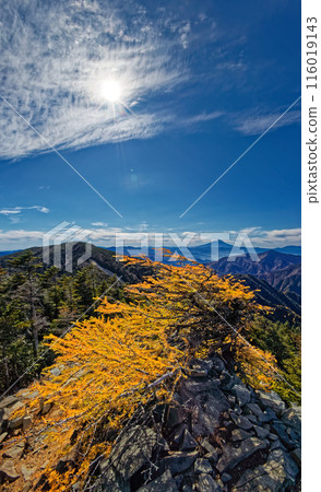 甲部新嶽山頂落葉松和富士山的黃葉景觀 116019143
