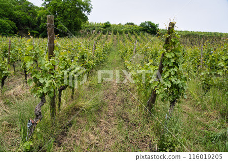 The vineyards of Riquewihr in the Haut-Rhin 116019205