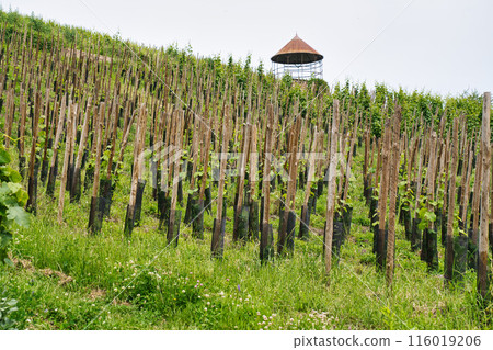 The vineyards of Riquewihr in the Haut-Rhin 116019206