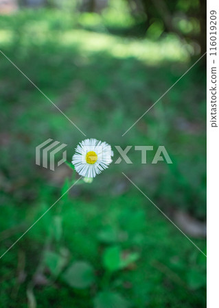 Haruzion Haruzion 116019209