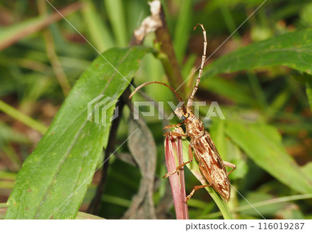 Spotted mountain longhorn beetle (Spotted longhorn beetle) 116019287