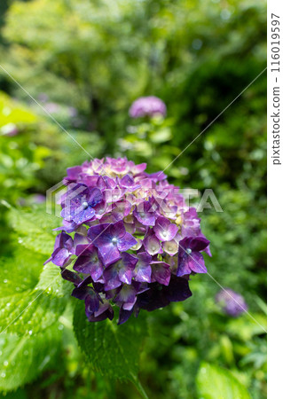 Hydrangea after the rain Hydrangea after the rain 116019597