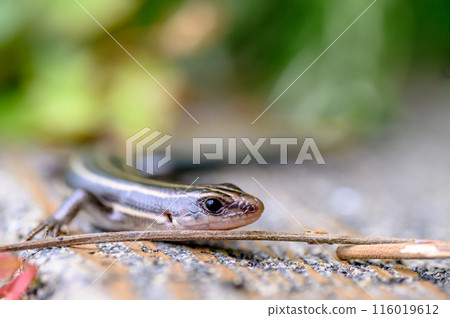 Scenery with Japanese grass lizards Scenery with Japanese grass lizards 116019612