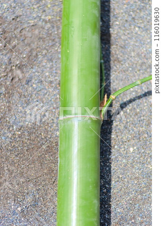 為流水素面砍伐的竹子 116019630