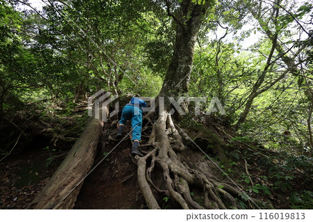春季和初夏的山陰、鳥取、三德山、三德山、攀登投入堂、遊覽國立公園、眾多指定文化遺產和國寶。 春季和初夏的山陰、鳥取、三德山、三德山、攀登投入堂、遊覽國立公園、眾多指定文化遺產和國寶。 116019813