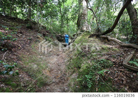 春季和初夏的山陰、鳥取、三德山、三德山、攀登投入堂、遊覽國立公園、眾多指定文化遺產和國寶。 116019836