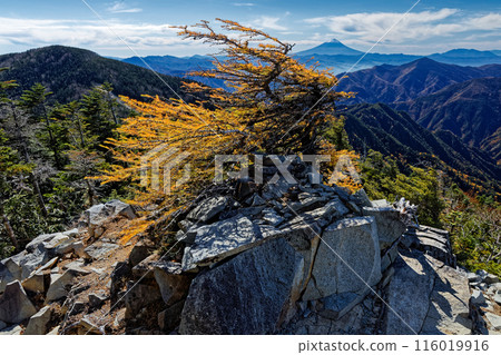 甲部新嶽山頂落葉松和富士山的黃葉景觀 甲部新嶽山頂落葉松和富士山的黃葉景觀 116019916
