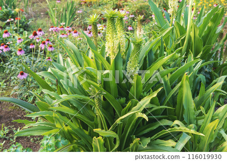 Eucomis / The whole of the pineapple-shaped Hoshiomoto flower 116019930