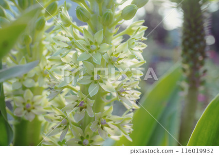 Close-up of Eucomis/Hoshiomoto flower [Pineapple Lily] 116019932