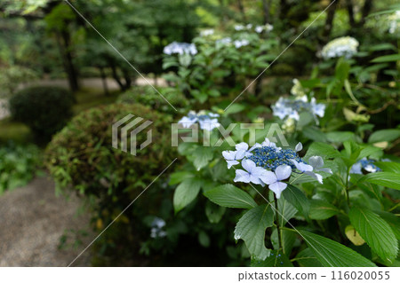 Hydrangea in the garden Hydrangea in the garden 116020055