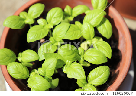 Many basil sprouts growing in a pot Many basil sprouts growing in a pot 116020067