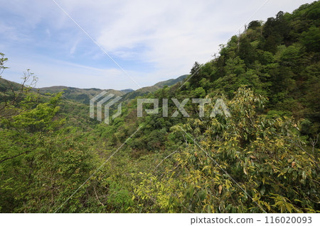 Sanin, spring, early summer in Tottori, climbing Mt. Mitoku, climbing Mt. Mitoku, climbing Mt. Nageiredo, trips to national parks, many designated cultural properties and national treasures 116020093