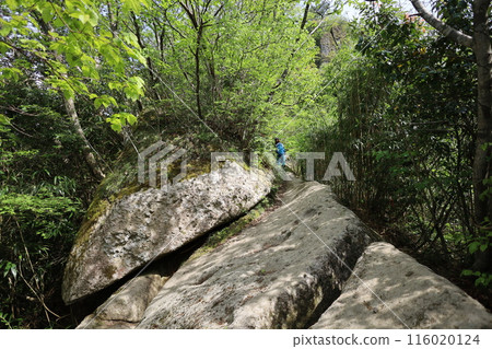春季和初夏的山陰、鳥取、三德山、三德山、攀登投入堂、遊覽國立公園、眾多指定文化遺產和國寶。 春季和初夏的山陰、鳥取、三德山、三德山、攀登投入堂、遊覽國立公園、眾多指定文化遺產和國寶。 116020124