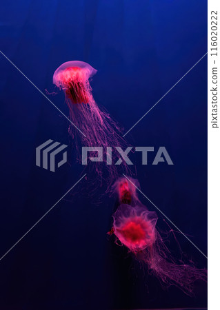 Group of fluorescent lion's mane jellyfish swimming underwater aquarium pool with red neon light. 116020222