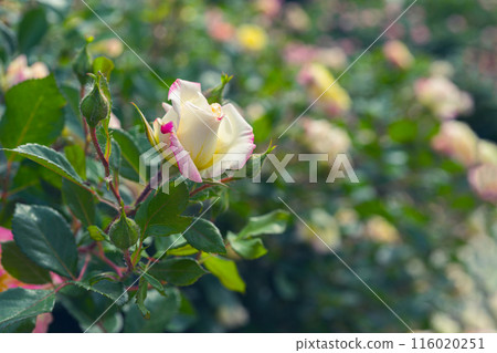 Beautiful blooming yellow rose flower close up in garden or park, outdoor Beautiful blooming yellow rose flower close up in garden or park, outdoor 116020251