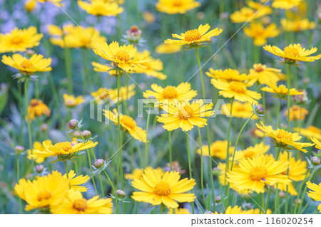 Field of yellow flower lance leaved, Coreopsis lanceolata, Lanceleaf Tickseed or Maiden's eye Field of yellow flower lance leaved, Coreopsis lanceolata, Lanceleaf Tickseed or Maiden's eye 116020254