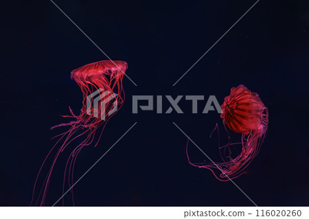 Fluorescent jellyfish swimming underwater aquarium pool with red neon light. 116020260