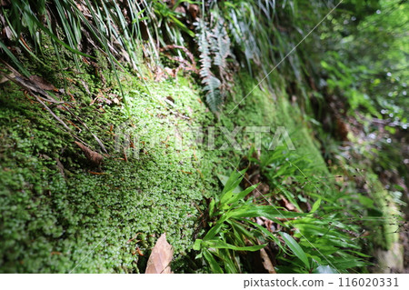Sanin, spring, early summer in Tottori, climbing Mt. Mitoku, climbing Mt. Mitoku, climbing Mt. Nageiredo, trips to national parks, many designated cultural properties and national treasures Sanin, spring, early summer in Tottori, climbing Mt. Mitoku, climbing Mt. Mitoku, climbing Mt. Nageiredo, trips to national parks, many designated cultural properties and national treasures 116020331