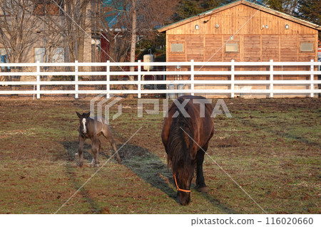 Ban'ei Ranch Tokachi (Obihiro City, Hokkaido) 116020660