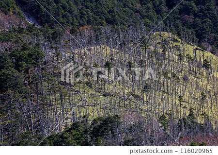 從奧道部橫斷山看到的笹平倒下的樹木群。 116020965