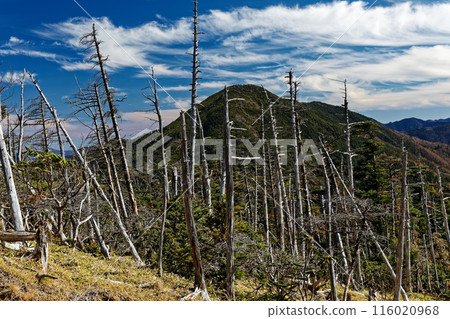 Dead trees and Mt. Hafu on the Okuchichibu Trail at Sasadaira Dead trees and Mt. Hafu on the Okuchichibu Trail at Sasadaira 116020968