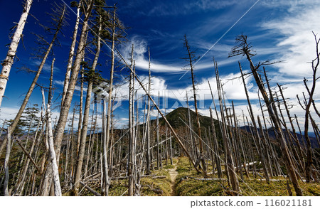 奧秩父橫貫道路、笹平的枯樹和山牆山 奧秩父橫貫道路、笹平的枯樹和山牆山 116021181