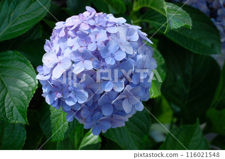Blue Hydrangea Blue Hydrangea 116021548