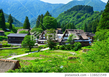 初夏，五箇山，相倉村 116021549