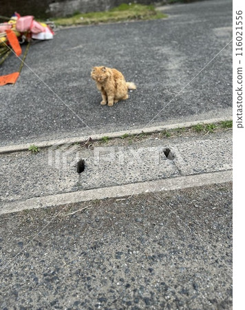 Cat sitting and resting on asphalt Cat sitting and resting on asphalt 116021556