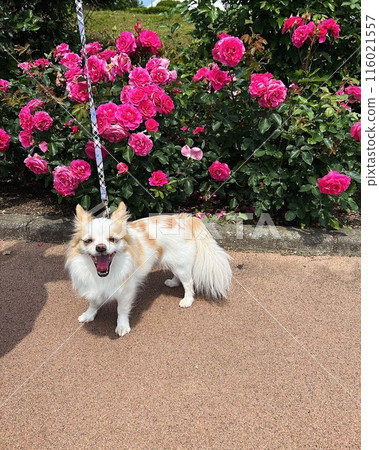 吉娃娃在玫瑰前微笑 116021557