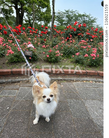 A Chihuahua staring at a rose A Chihuahua staring at a rose 116021559