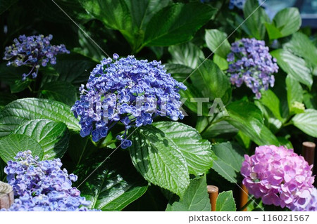 藍色大福繡球花 116021567