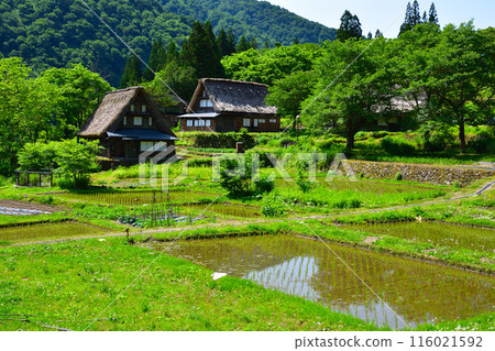 Early summer, Gokayama, Ainokura village 116021592
