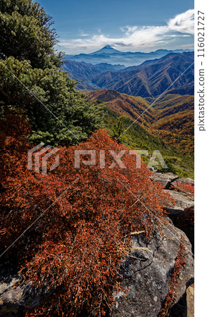 View of Mt. Fuji and autumn leaves while climbing Mt. Hafu in Okuchichibu 116021727