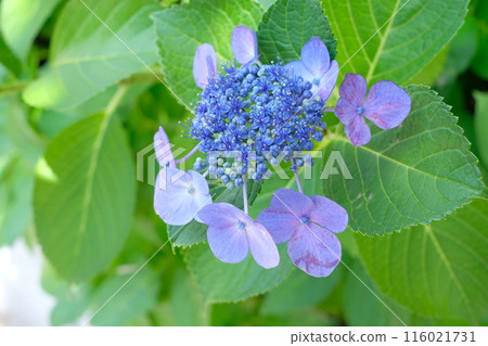 藍繡球 藍繡球 116021731