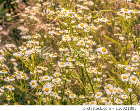 Meadow with daisy fleabane flowers 116021895