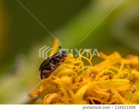 Common pollen beetle feeding 116021896