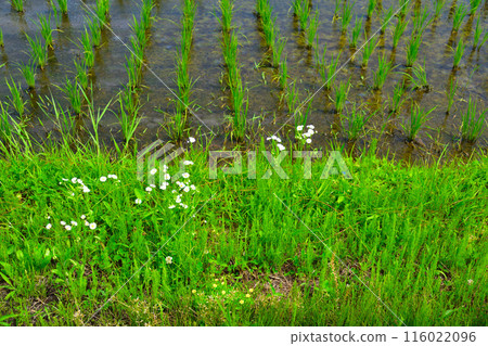 Paddy field Paddy field 116022096