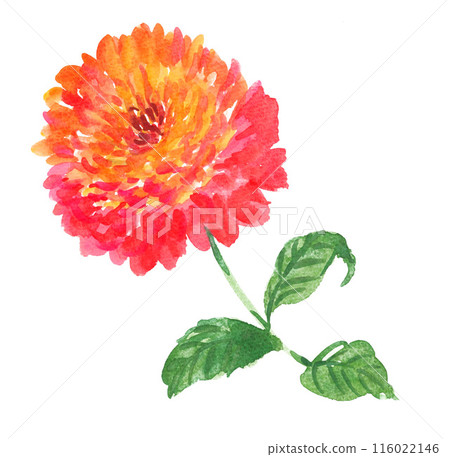 Zinnia painted in watercolor 24629pix7 Zinnia painted in watercolor 24629pix7 116022146