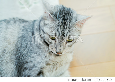 Lying Egyptian Mau 116022302