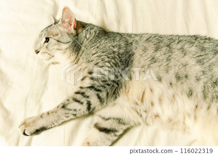 Lying Egyptian Mau Lying Egyptian Mau 116022319