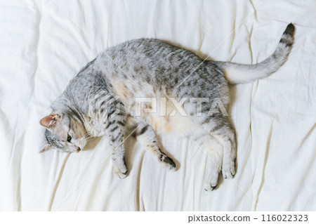 Lying Egyptian Mau Lying Egyptian Mau 116022323