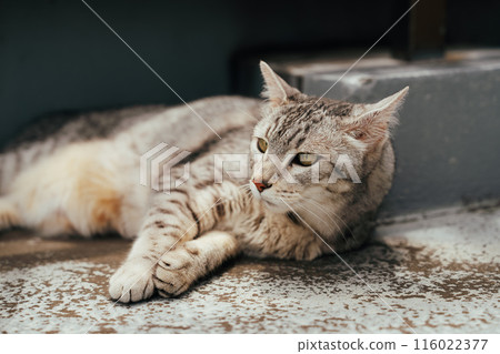 Lying Egyptian Mau Lying Egyptian Mau 116022377