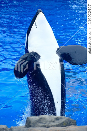 Earth and Rin, killer whales at Port of Nagoya Public Aquarium Earth and Rin, killer whales at Port of Nagoya Public Aquarium 116022497
