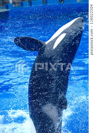 Earth and Rin, killer whales at Port of Nagoya Public Aquarium 116022504