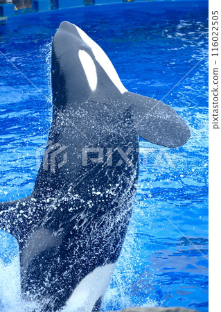 Earth and Rin, killer whales at Port of Nagoya Public Aquarium Earth and Rin, killer whales at Port of Nagoya Public Aquarium 116022505